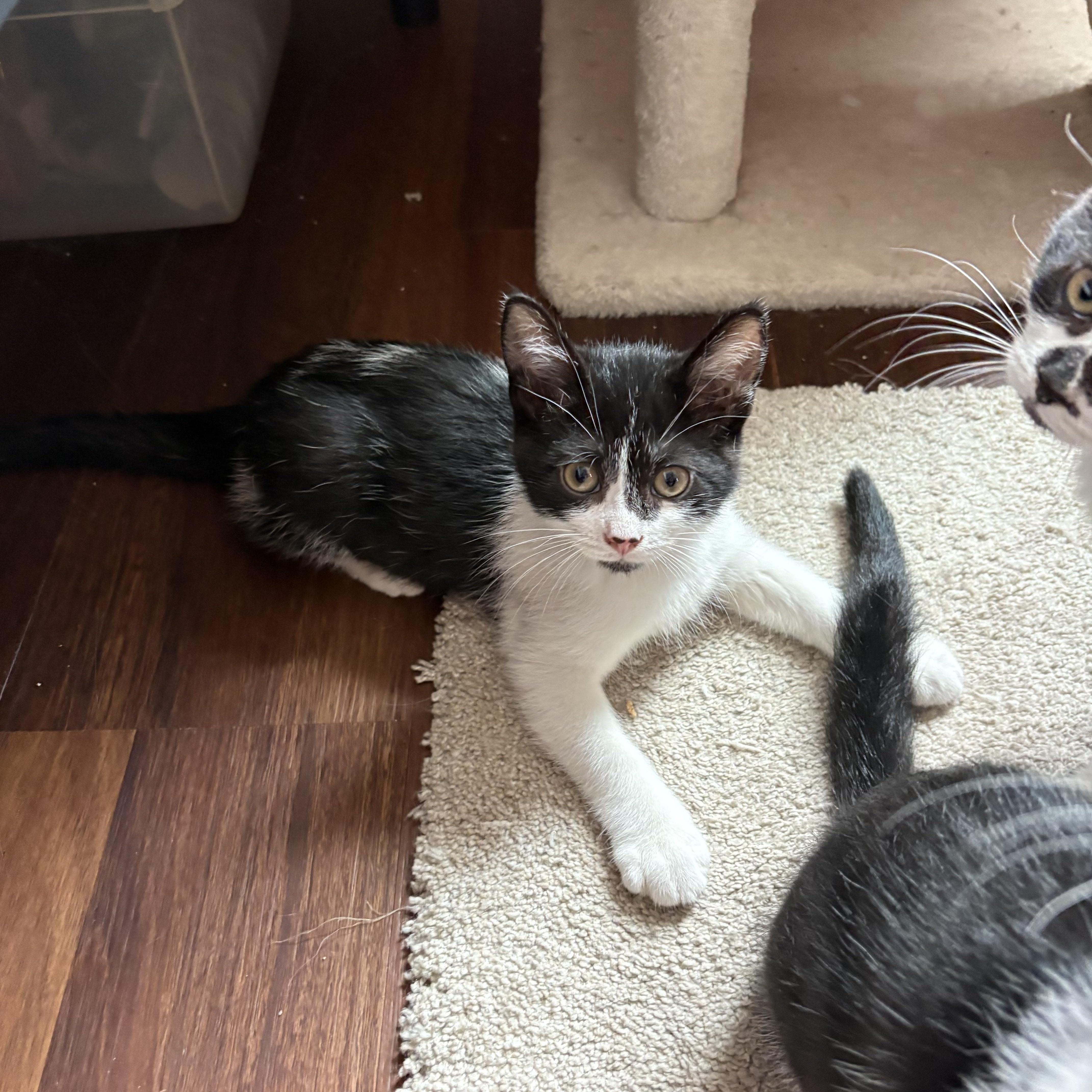 Enlarge Bailey, a Adoptable Domestic Short Hair in Cleveland, OH image 3/4