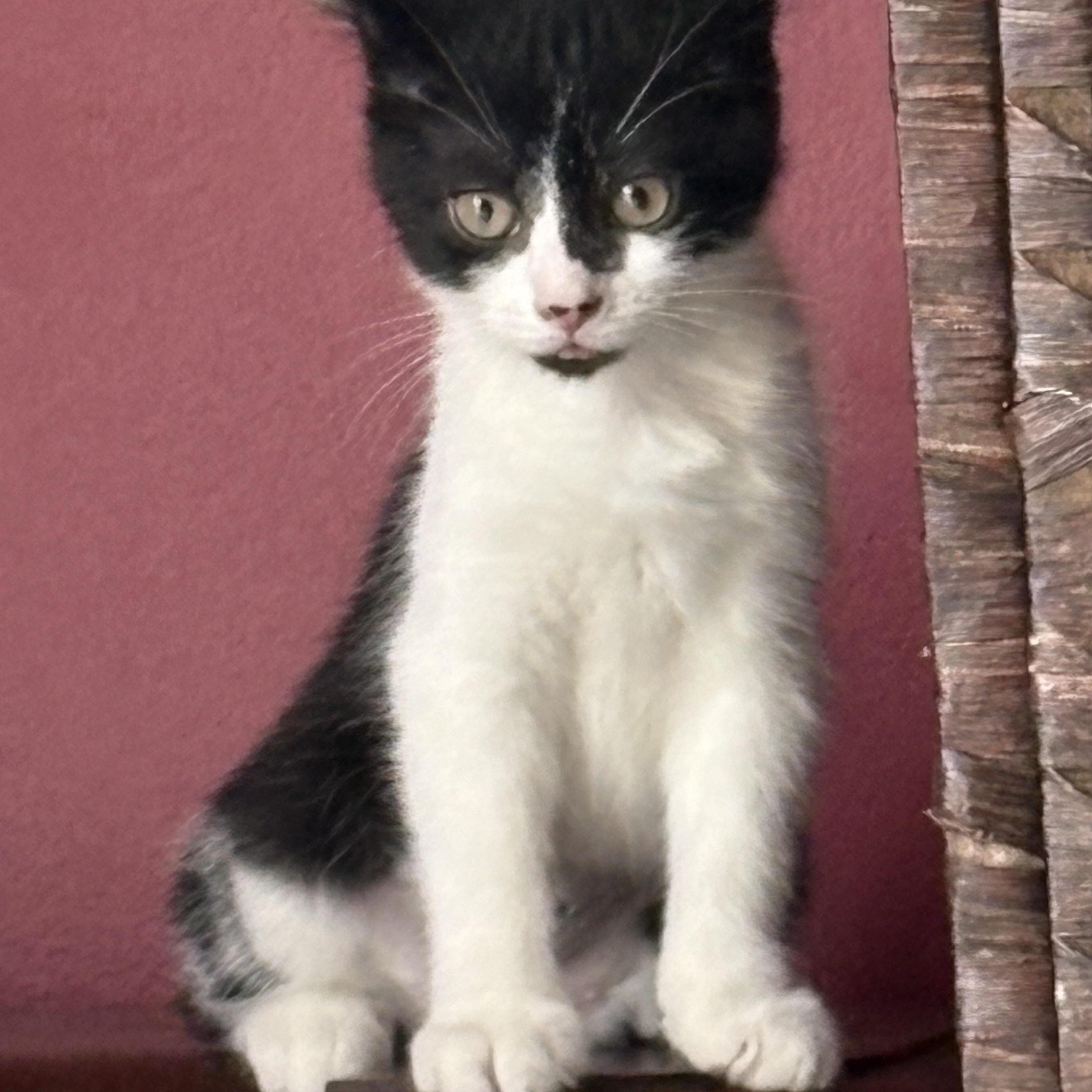 Enlarge Bailey, a Adoptable Domestic Short Hair in Cleveland, OH image 4/4