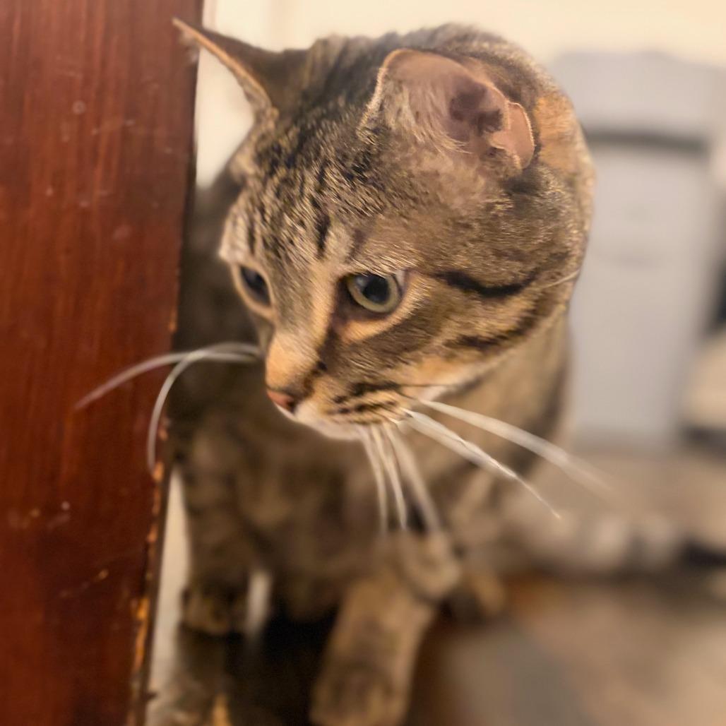 Bob, Adoptable, Adult Male Domestic Short Hair & Domestic Short Hair.