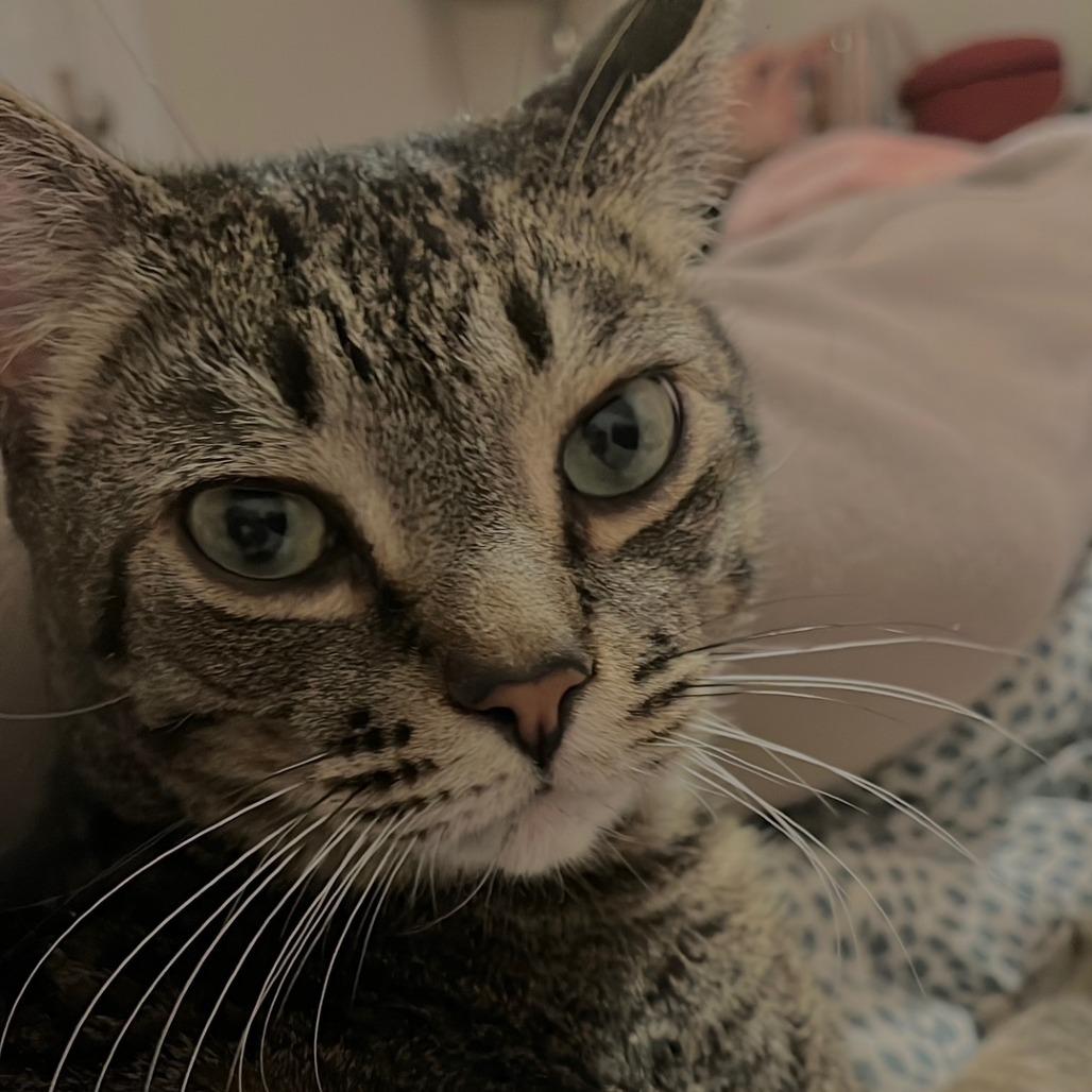 Enlarge Bob, a Adoptable mixed breed in Staten Island, NY image 2/4