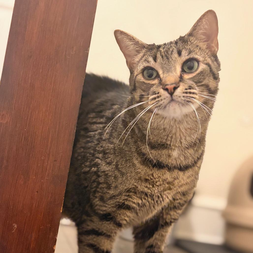 Enlarge Bob, a Adoptable mixed breed in Staten Island, NY image 3/4