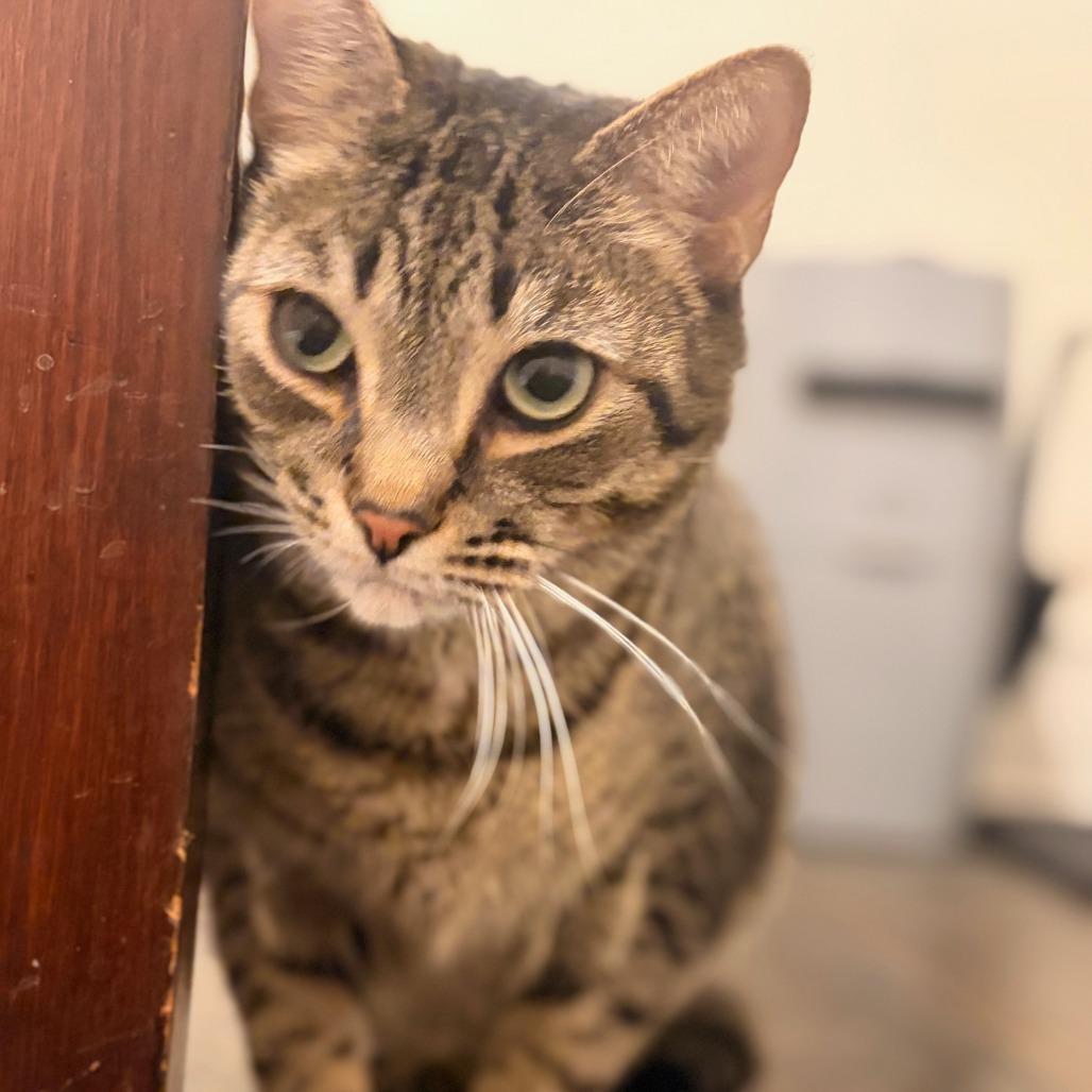 Enlarge Bob, a Adoptable mixed breed in Staten Island, NY image 4/4