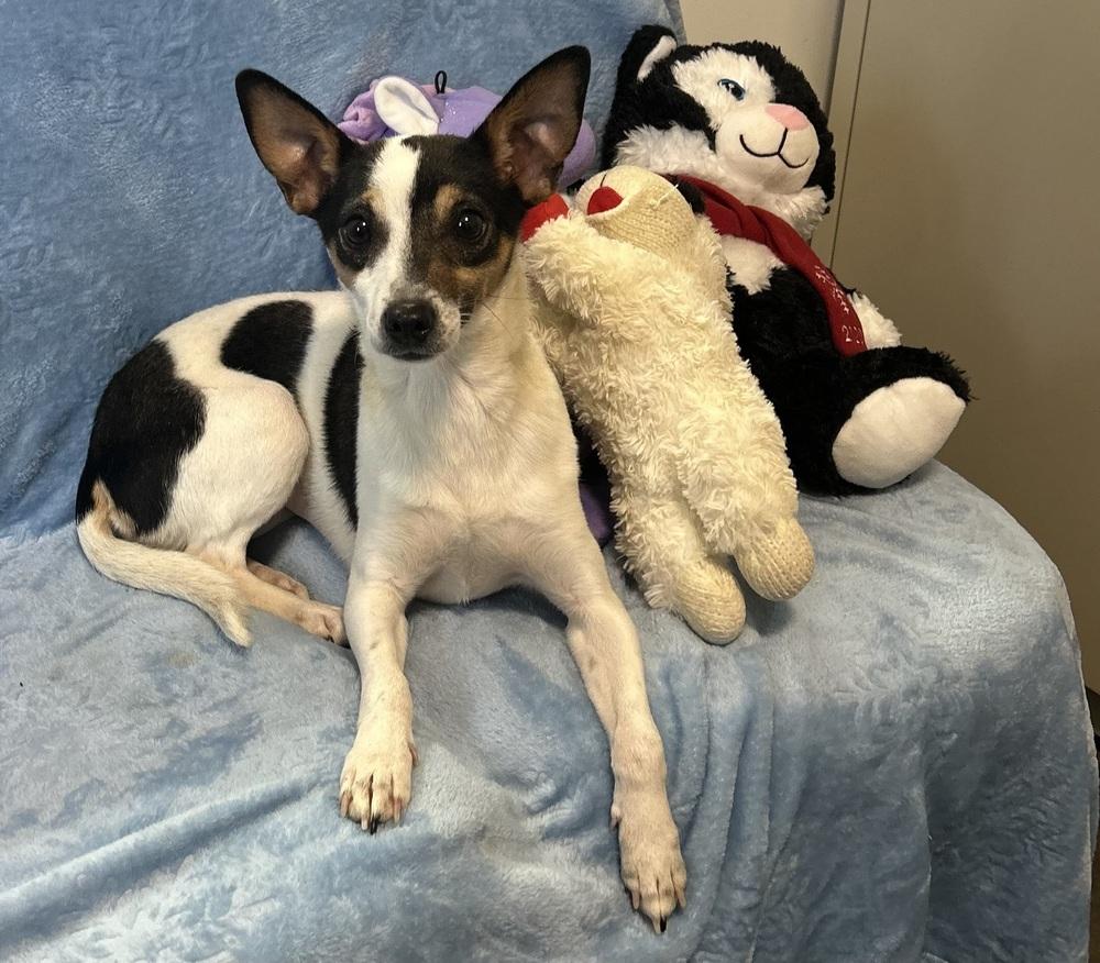 Enlarge Pebbles, a Adoptable mixed breed in Cedartown, GA image 1/1