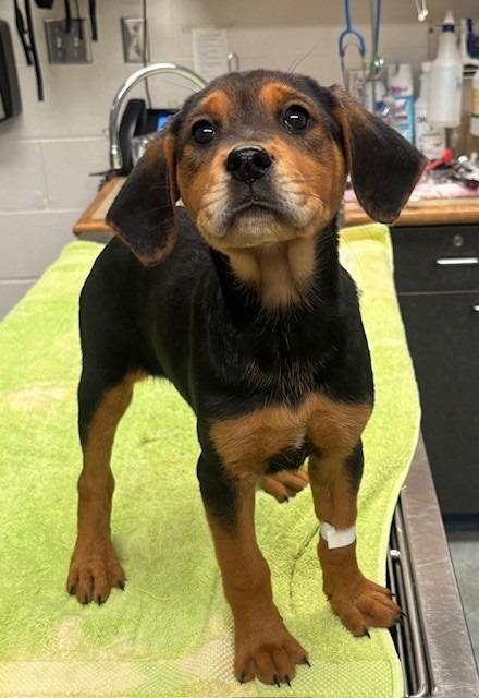 Enlarge GYPSY, a Adoptable mixed breed in Warrenton, NC image 1/1