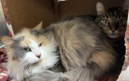 Victor Doom, Adoptable, Adult Male Domestic Short Hair & Domestic Short Hair.