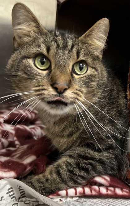 Victor Doom, a Adoptable mixed breed in New Albany, IN image 2/3