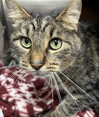 Victor Doom, a Adoptable mixed breed in New Albany, IN image 3/3