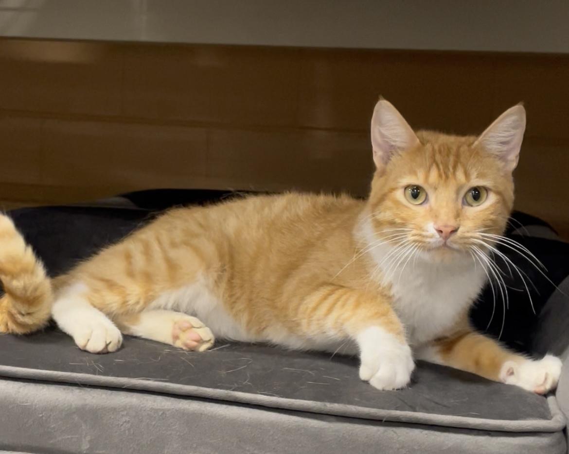 Tony, ADOPTABLE, Young Male Domestic Short Hair.