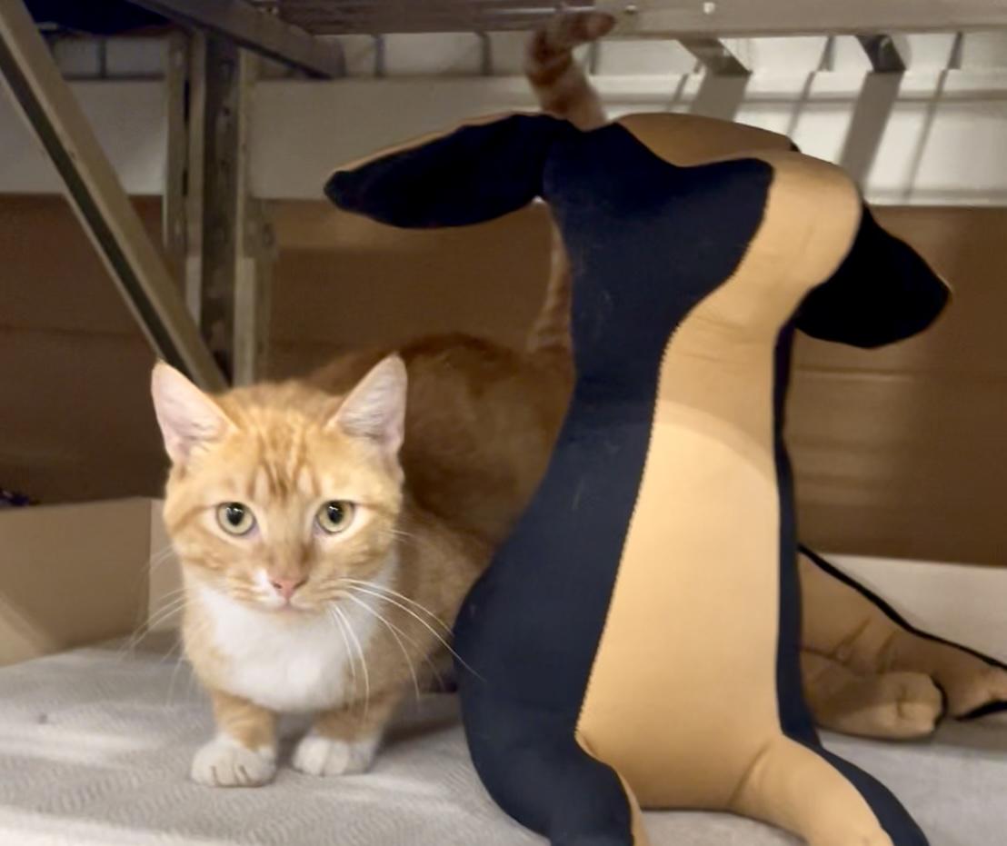 Tony, a ADOPTABLE Domestic Short Hair in Baton Rouge, LA image 2/3