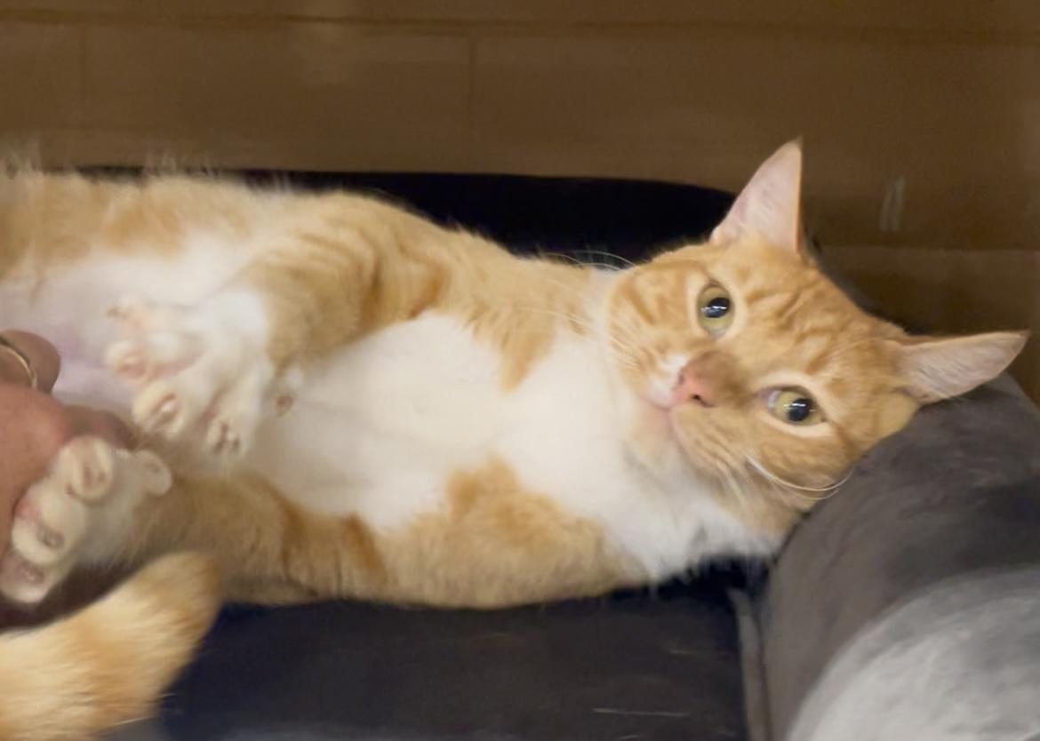 Tony, a ADOPTABLE Domestic Short Hair in Baton Rouge, LA image 3/3