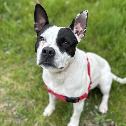 Pebbles, ADOPTABLE, Adult Female Mixed Breed.