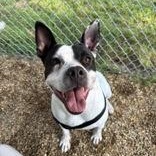 Enlarge Pebbles, a ADOPTABLE Mixed Breed in Worcester, MA image 2/2