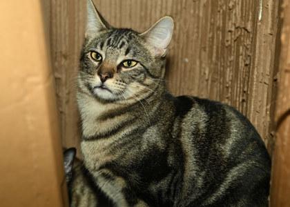 Birch, Adoptable, Adult Male Domestic Short Hair & Domestic Short Hair.