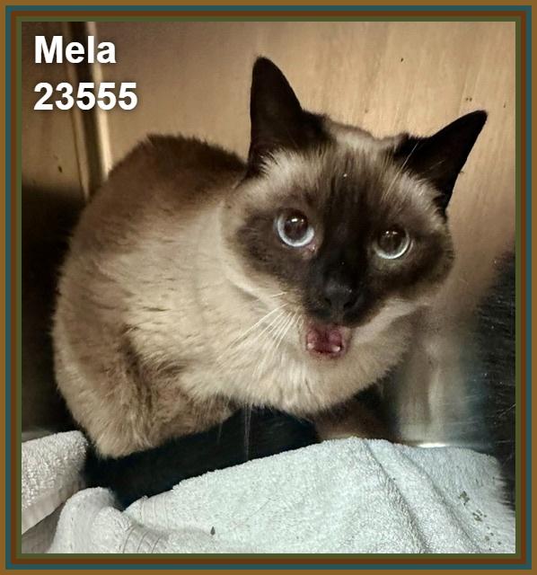 Enlarge MELA, a Adoptable mixed breed in Marietta, GA image 3/6