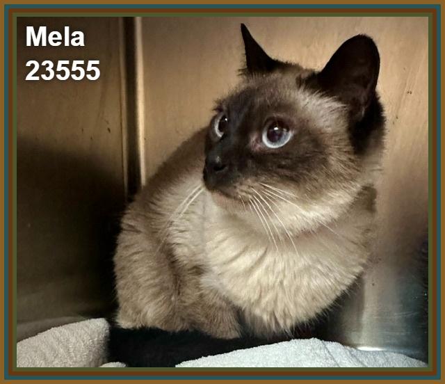 Enlarge MELA, a Adoptable mixed breed in Marietta, GA image 5/6