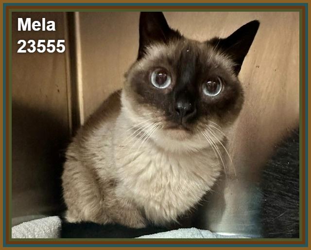 MELA (see also HUNTER), Adoptable, Senior Female Domestic Short Hair & Siamese.