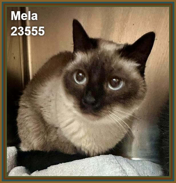 Enlarge MELA, a Adoptable mixed breed in Marietta, GA image 2/6