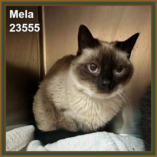 Enlarge MELA, a Adoptable mixed breed in Marietta, GA image 4/6
