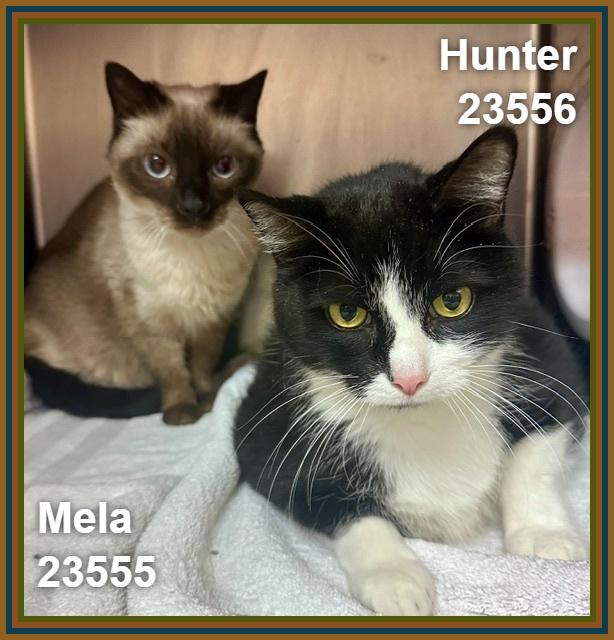 Enlarge MELA, a Adoptable mixed breed in Marietta, GA image 6/6