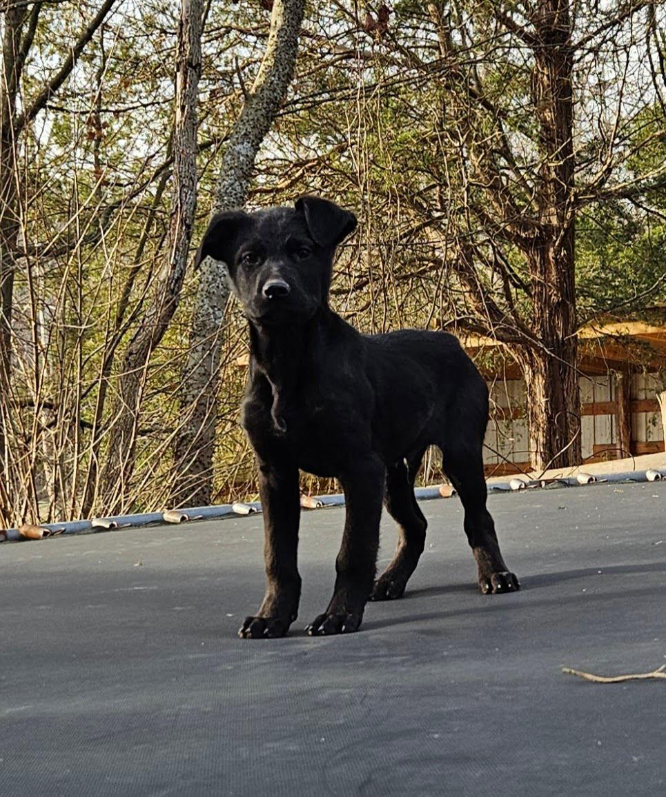Pear, Adoptable, Puppy Male German Shepherd Dog.