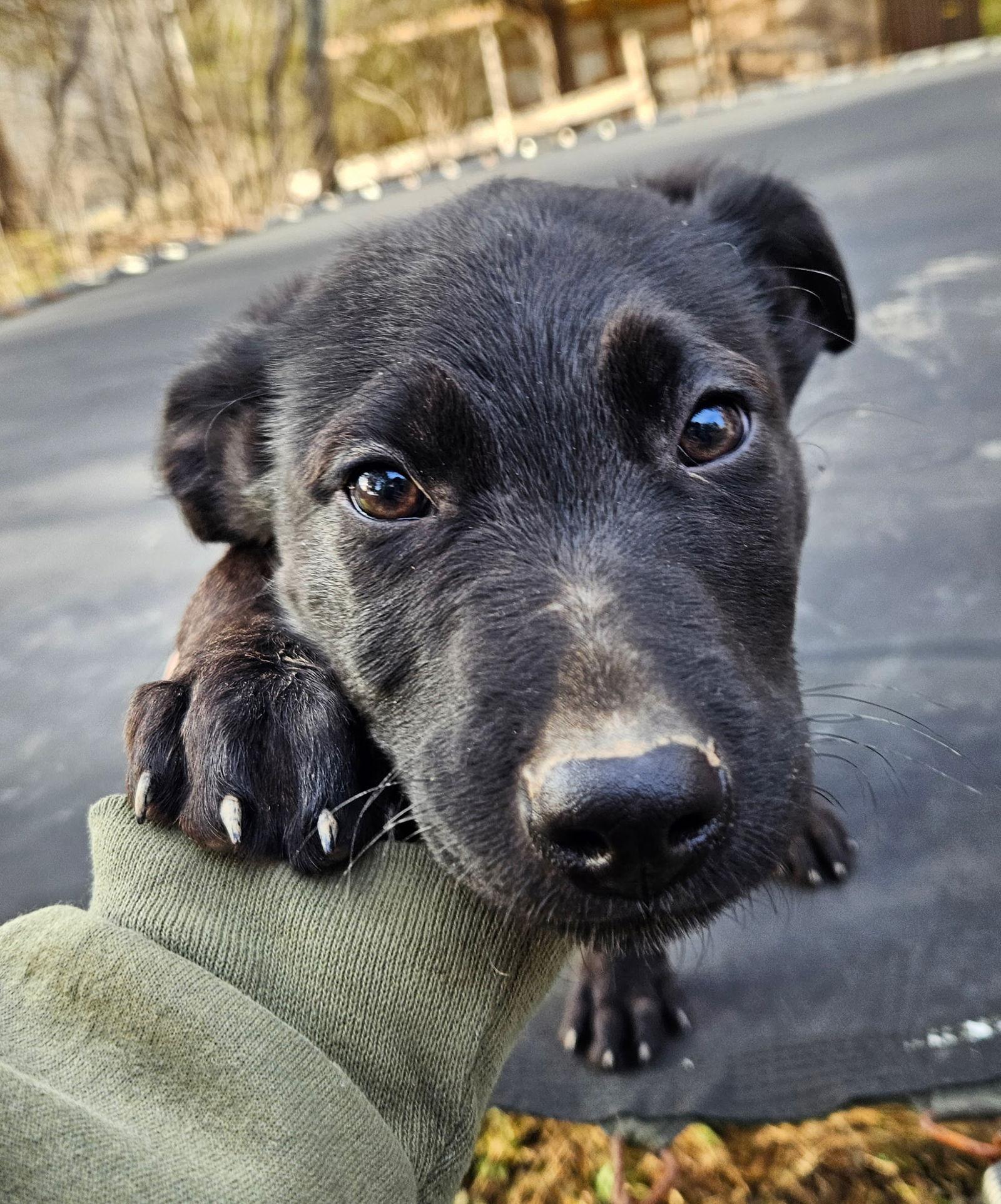 Enlarge Pear, a Adoptable German Shepherd Dog in Louisville, KY image 2/3