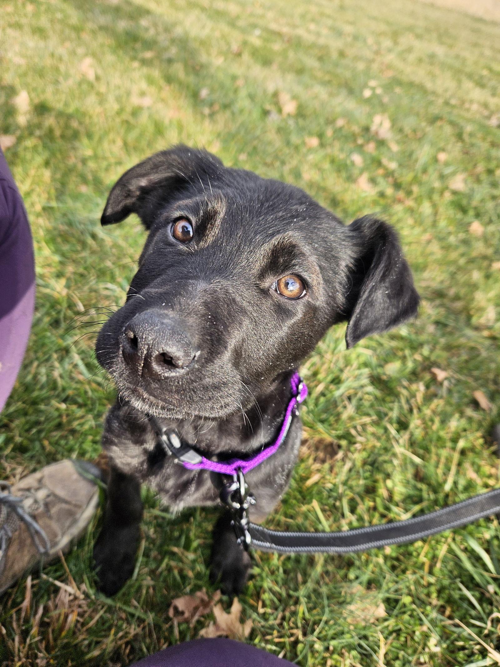 Enlarge Pear, a Adoptable German Shepherd Dog in Louisville, KY image 3/3