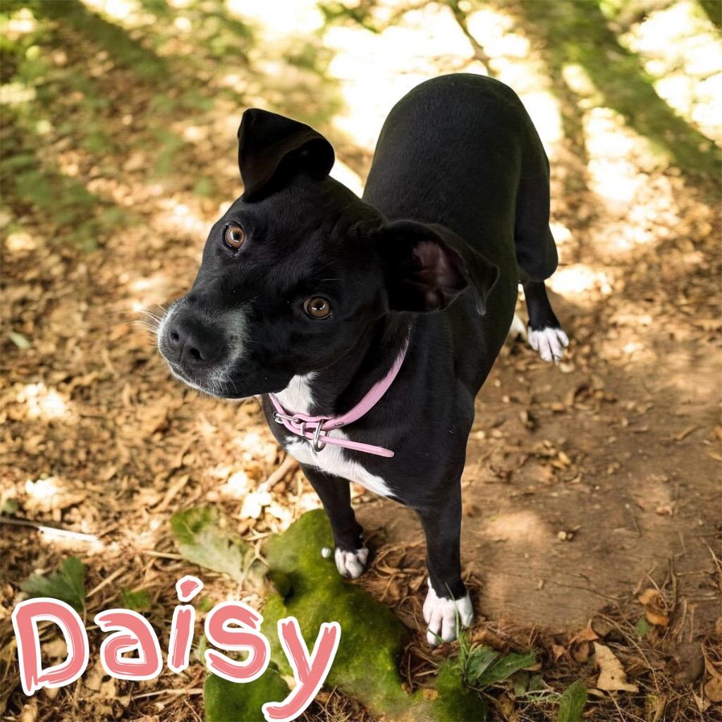 Daisy, Adoptable, Puppy Female Pit Bull Terrier.