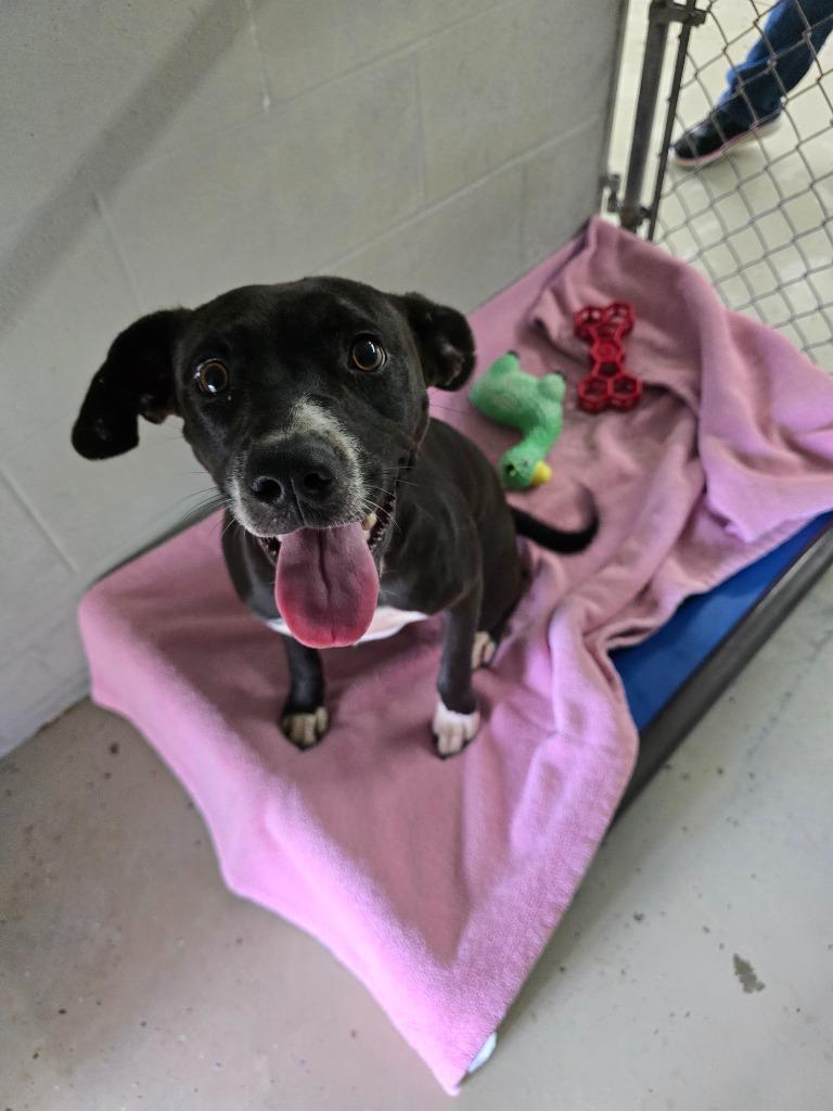 Daisy, Adoptable, Puppy Female Pit Bull Terrier.