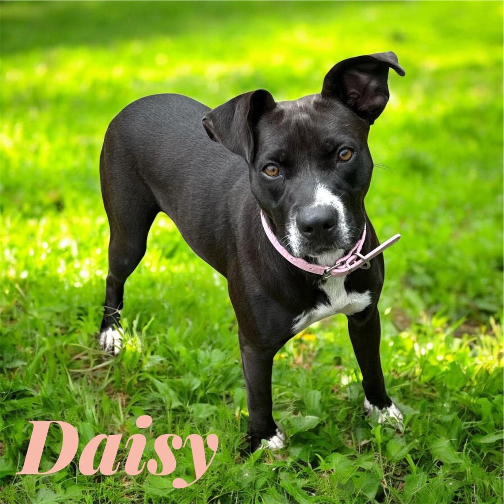Enlarge Daisy, a Adoptable Pit Bull Terrier in Camden, TN image 2/3