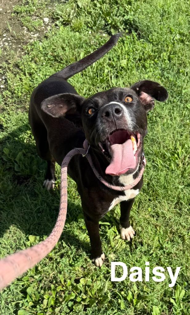 Enlarge Daisy, a Adoptable Pit Bull Terrier in Camden, TN image 2/2