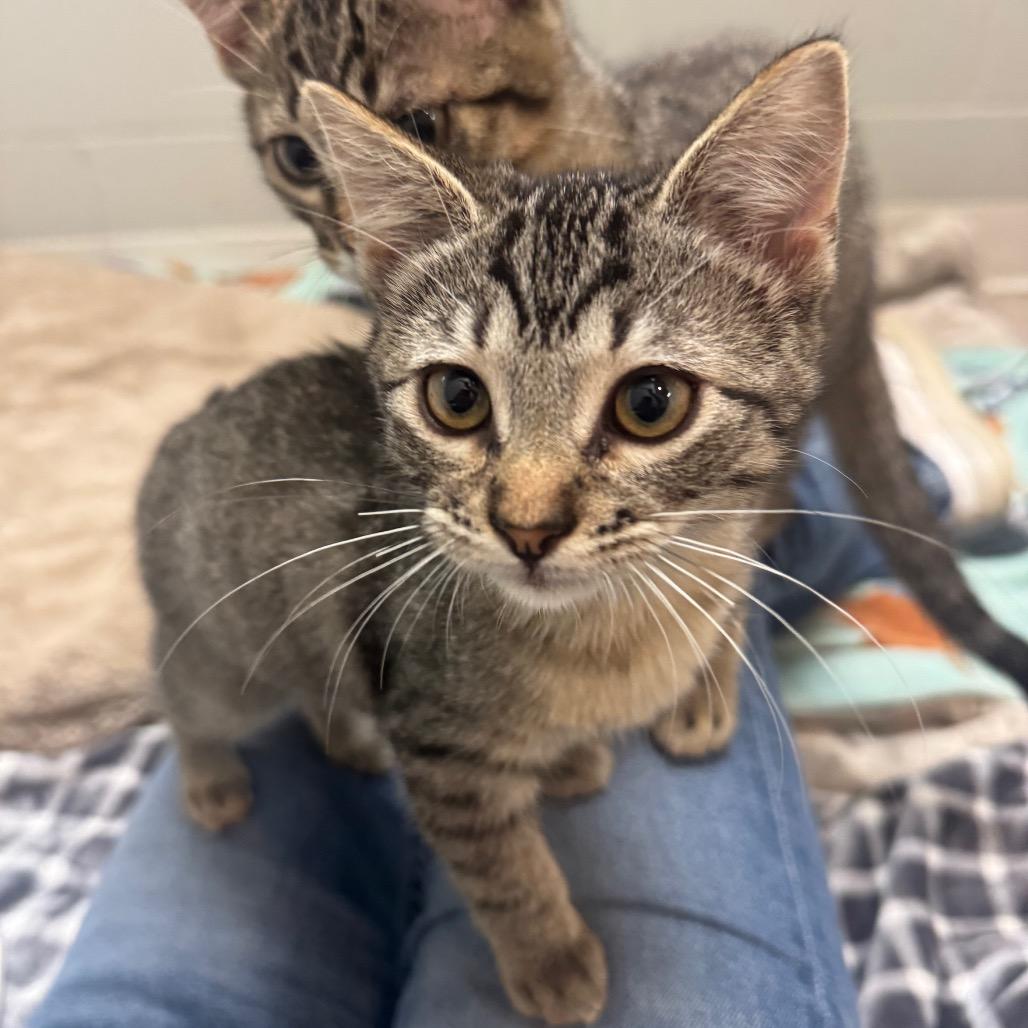 Meatball, Adoptable, Kitten Female Domestic Short Hair.