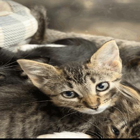 Meatball, a Adoptable Domestic Short Hair in Buellton, CA image 2/3
