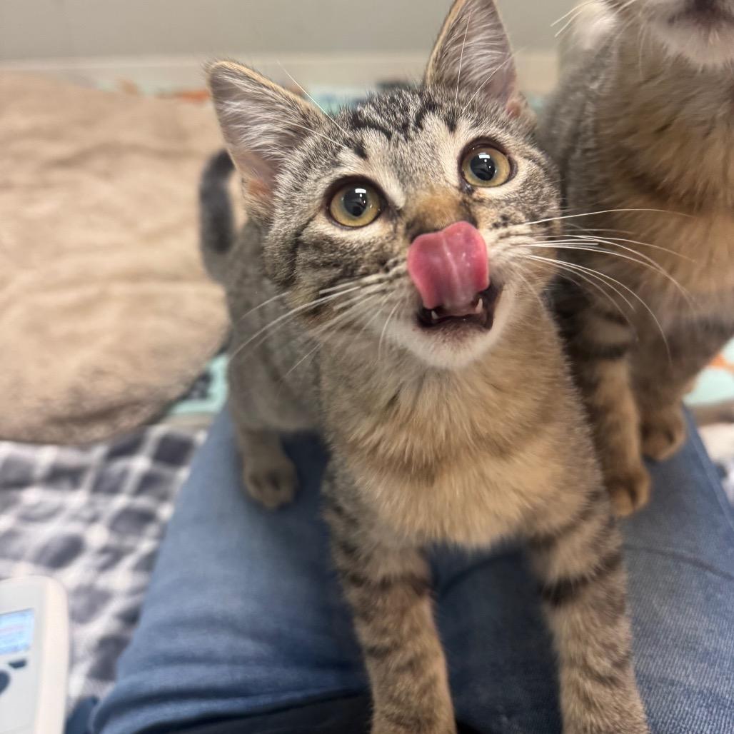 Meatball, a Adoptable Domestic Short Hair in Buellton, CA image 3/3