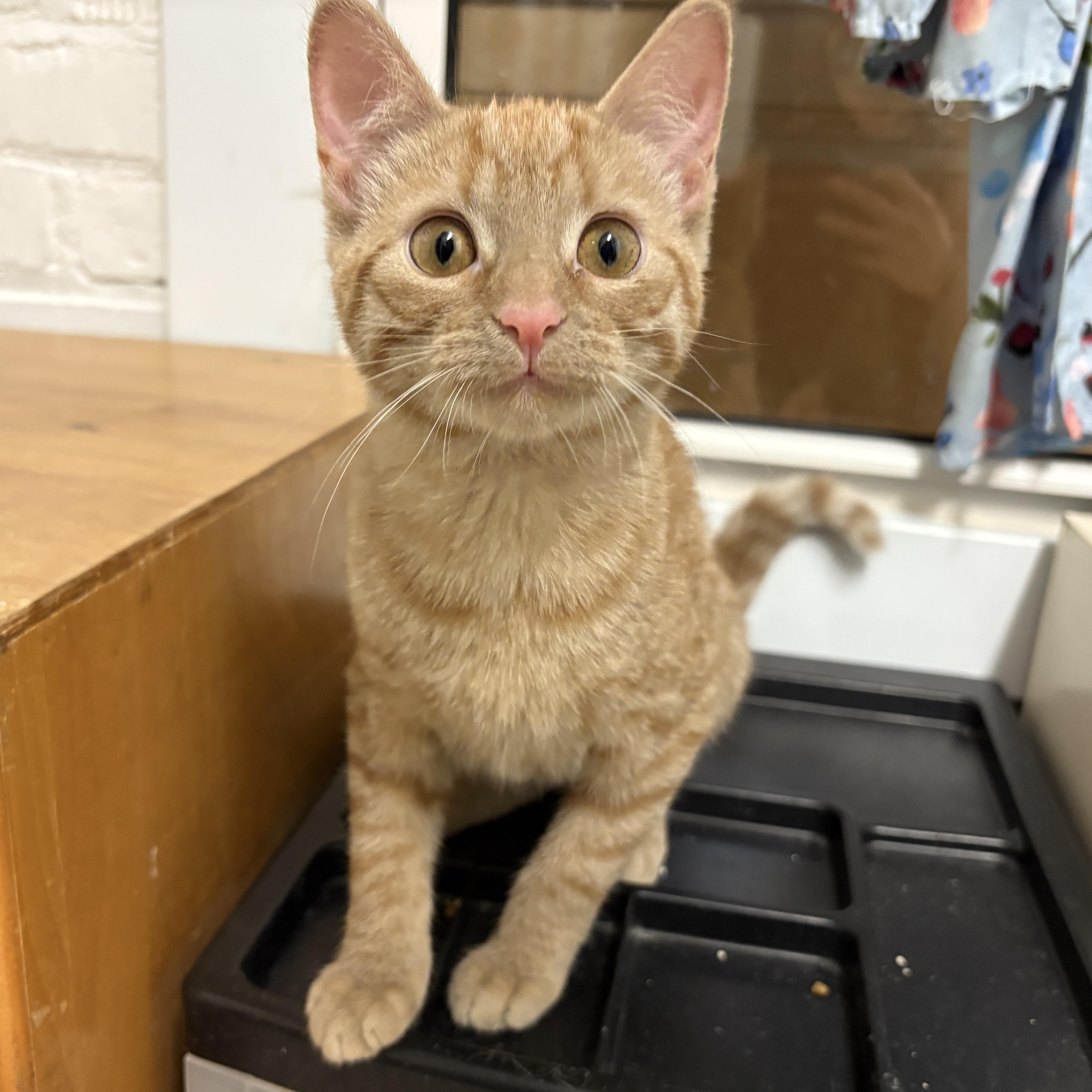 Nani, a Adoptable Domestic Short Hair in Beacon, NY image 4/5