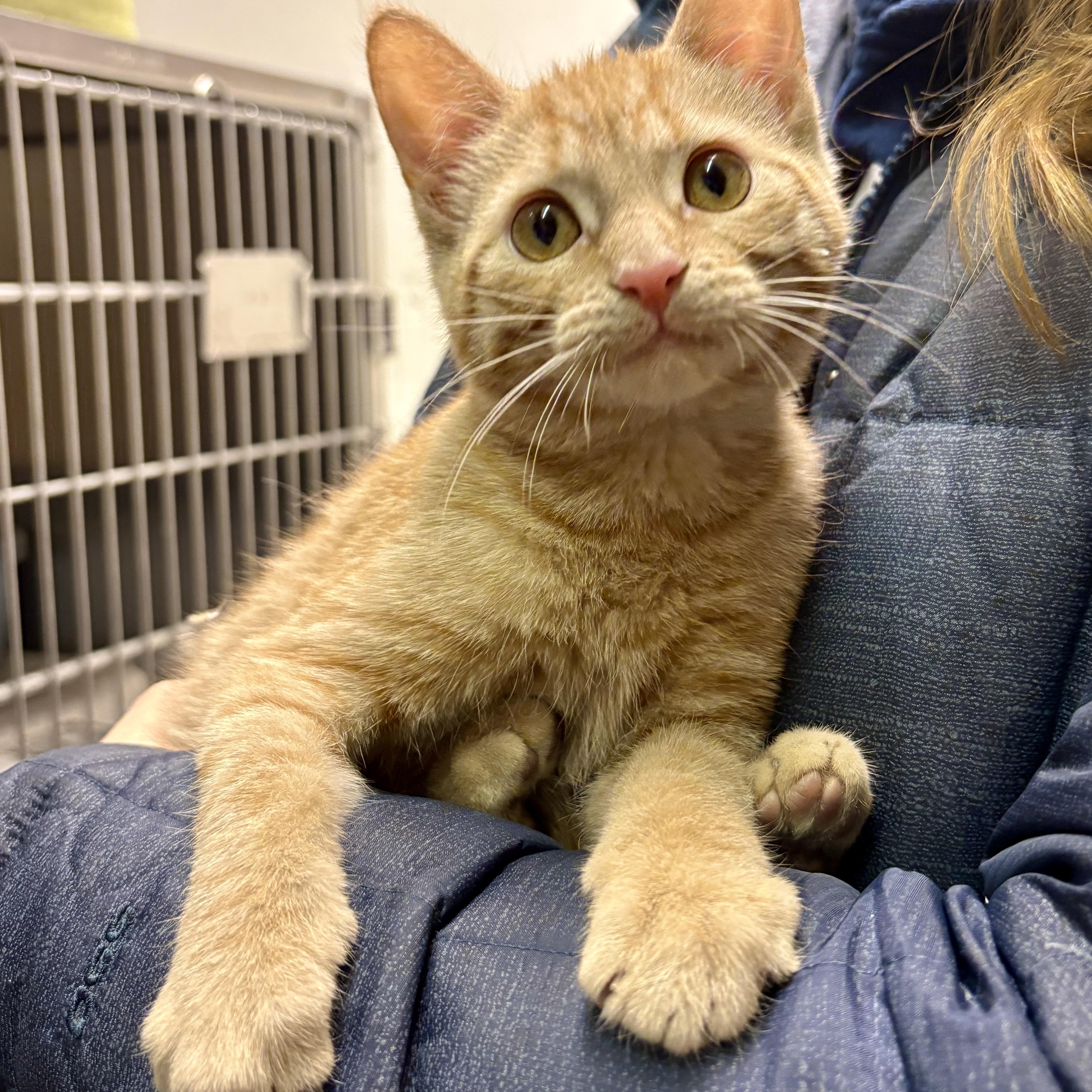 Nani, Adoptable, Kitten Female Domestic Short Hair.