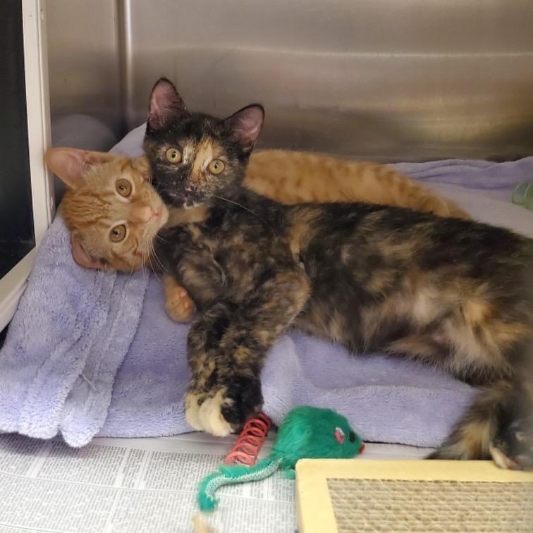 Nani, a Adoptable Domestic Short Hair in Beacon, NY image 2/5