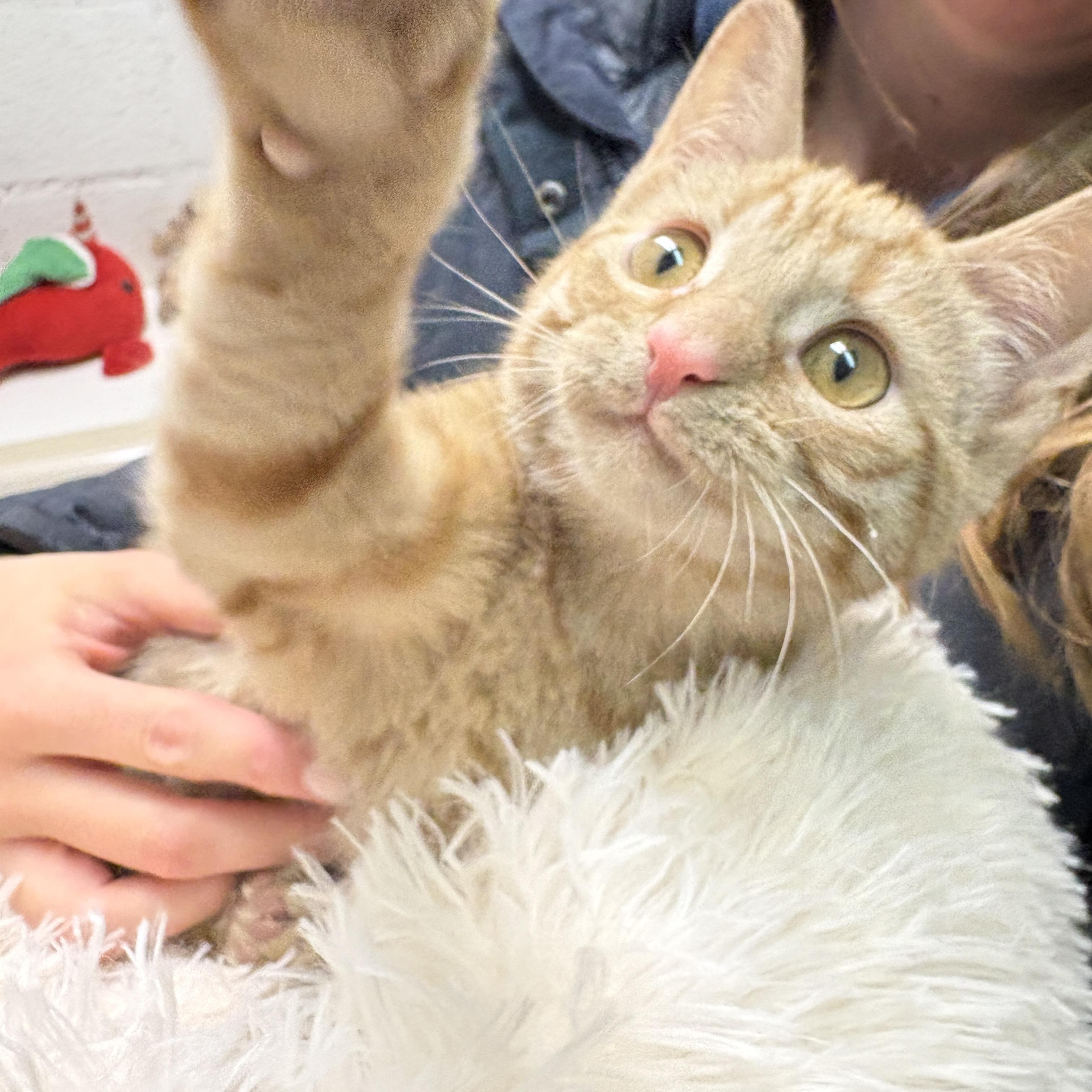 Nani, a Adoptable Domestic Short Hair in Beacon, NY image 3/5