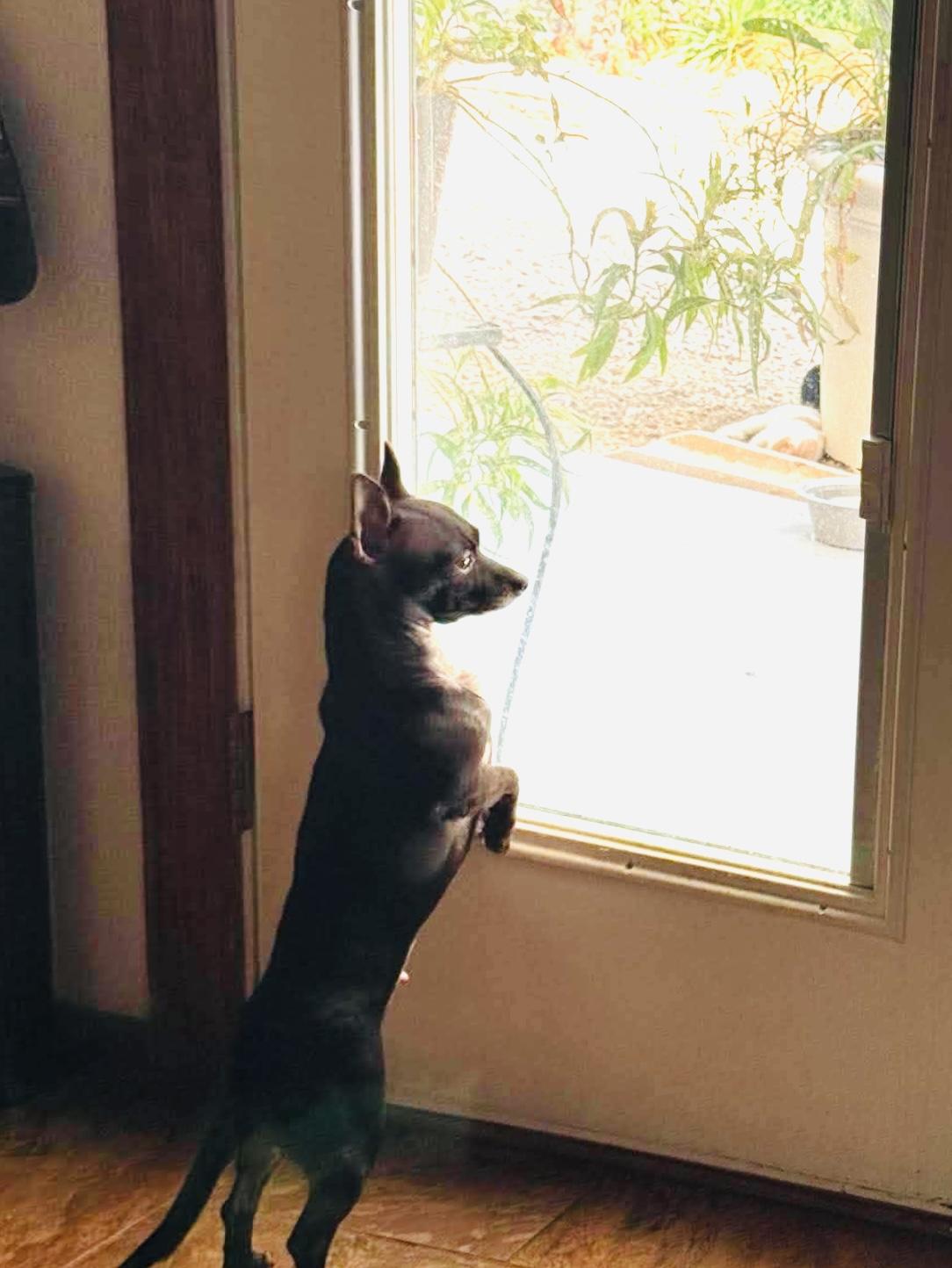 Enlarge Diana, a ADOPTABLE Chihuahua in Boston, MA image 5/5