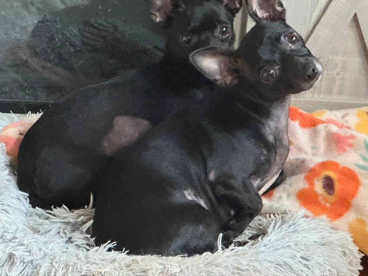 Enlarge Diana, a ADOPTABLE Chihuahua in Boston, MA image 4/5