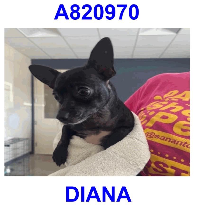 Enlarge Diana, a ADOPTABLE Chihuahua in Boston, MA image 3/5