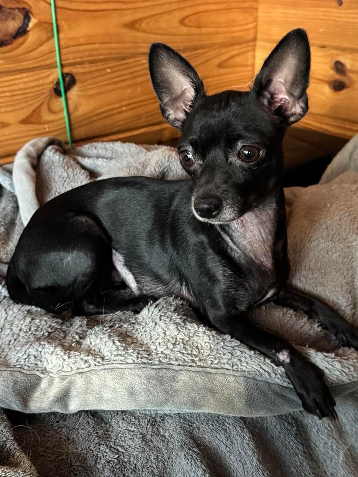 Diana, ADOPTABLE, Young Female Chihuahua.