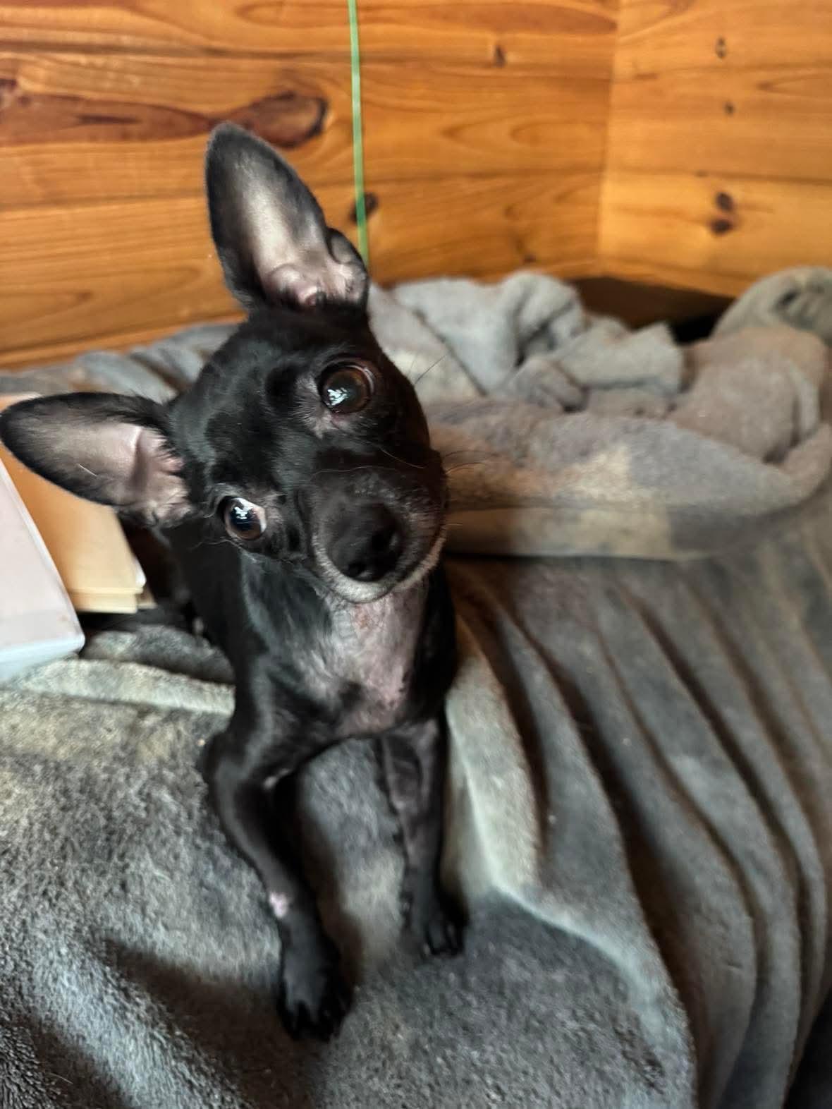 Enlarge Diana, a ADOPTABLE Chihuahua in Boston, MA image 2/5