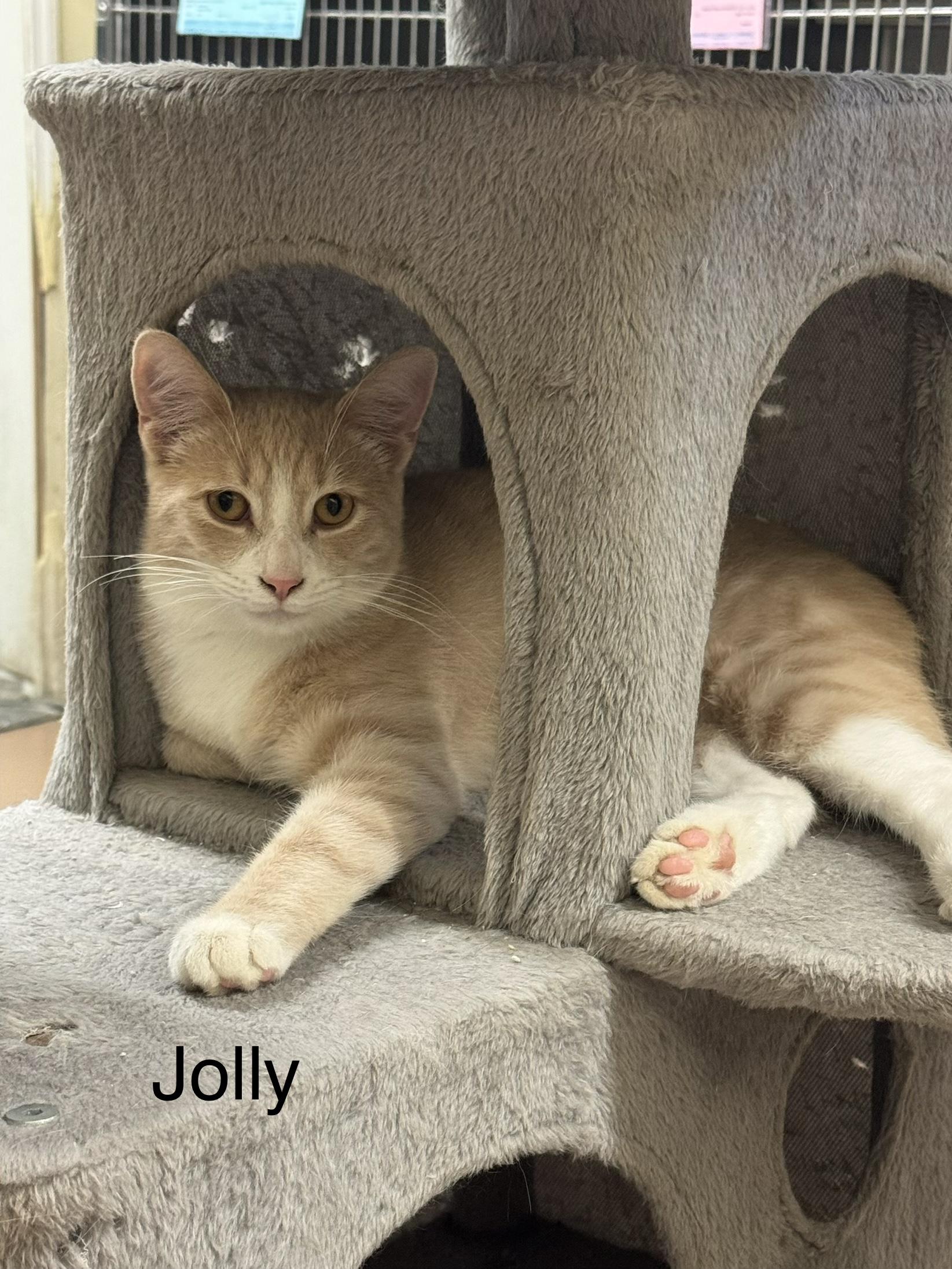Enlarge Jolly, a Adoptable Domestic Medium Hair in Ulster, PA image 1/1