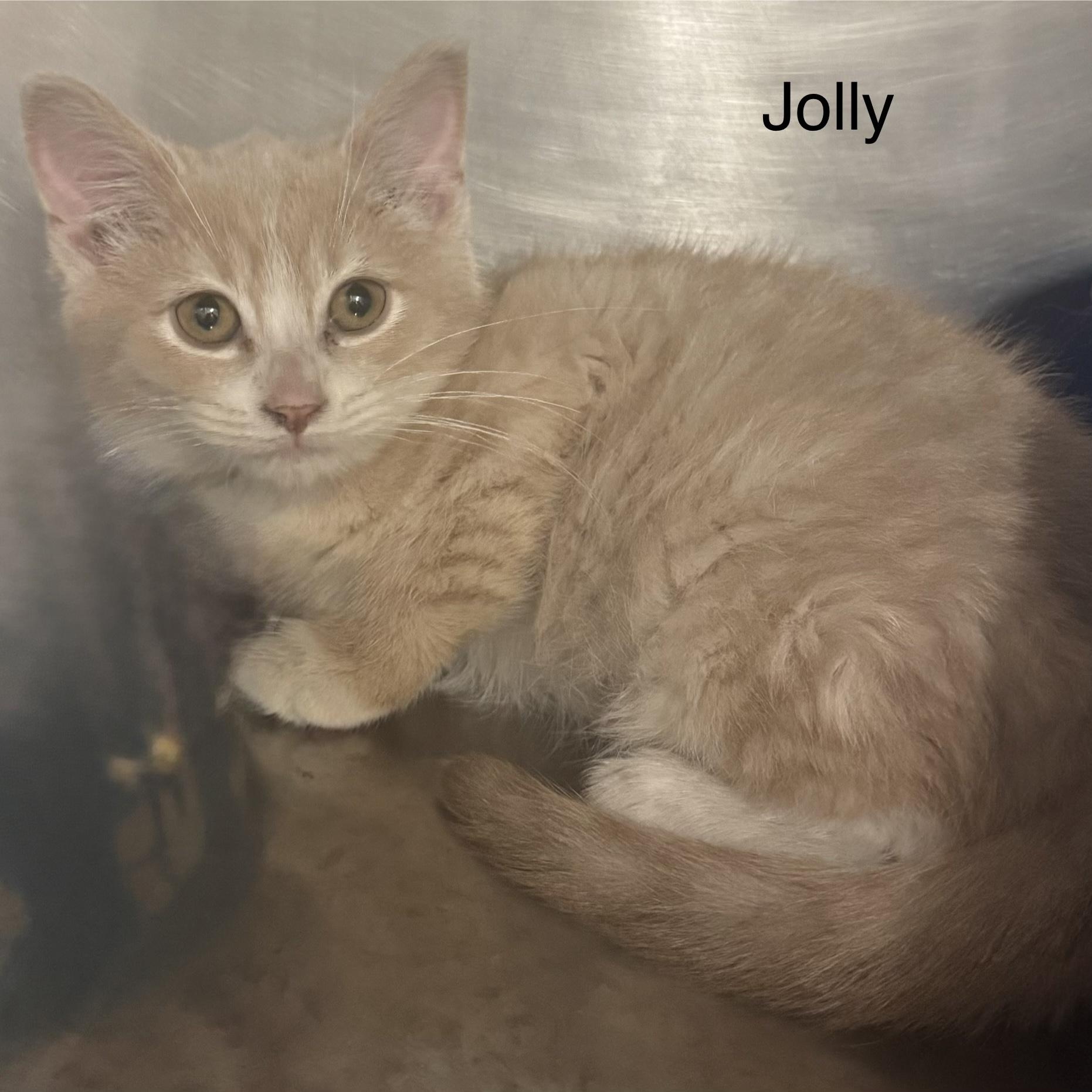 Enlarge Jolly, a ADOPTABLE Domestic Medium Hair in Ulster, PA image 1/1