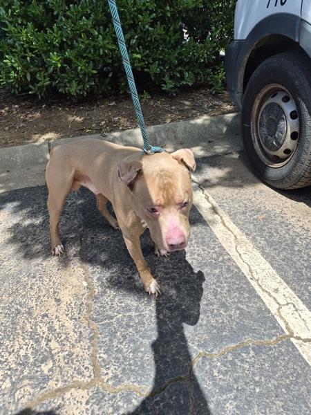 Pen 169 Remy, Adoptable, Adult Male Pit Bull Terrier.