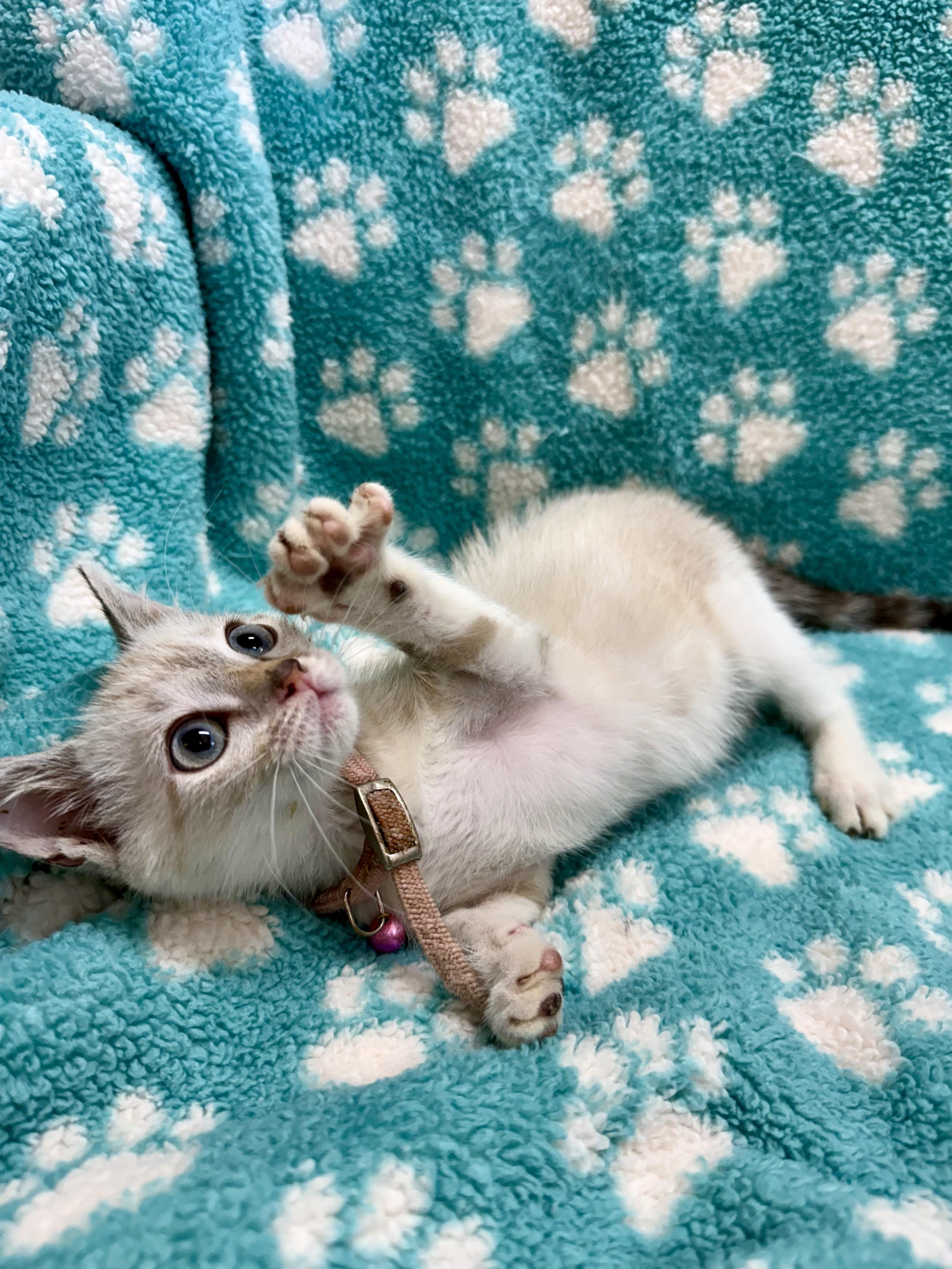 Princess