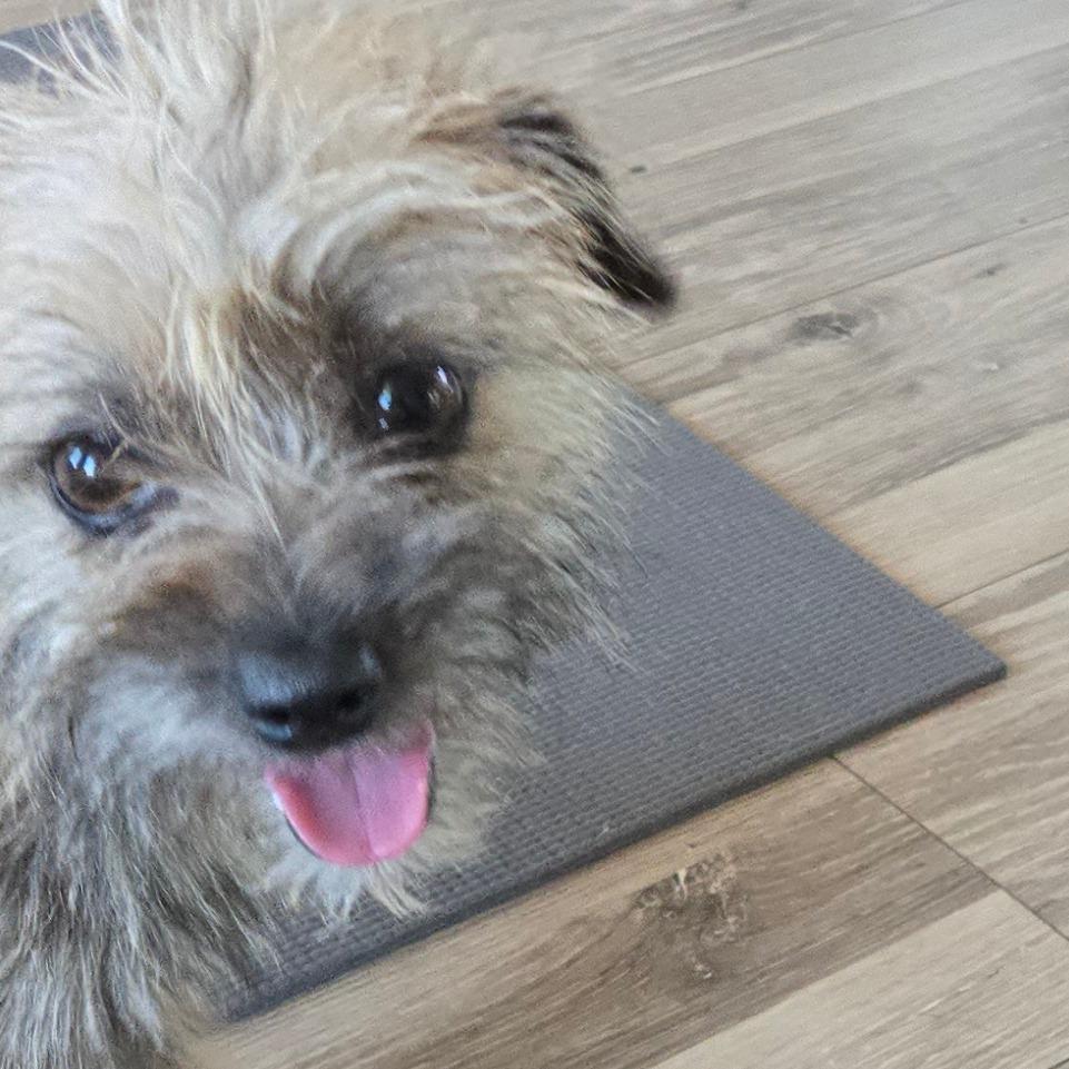 Mini Fluff, Adoptable, Young Female Yorkshire Terrier & Chihuahua.