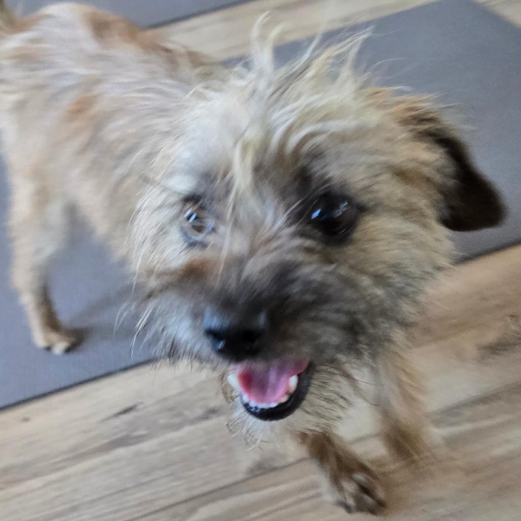 Enlarge Mini Fluff, a Adoptable mixed breed in Loves Park, IL image 2/4