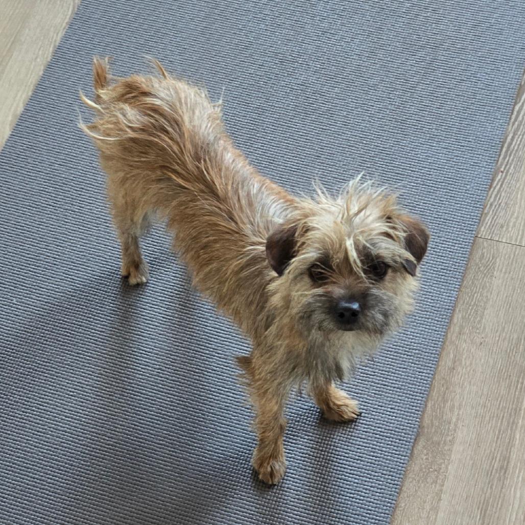 Enlarge Mini Fluff, a Adoptable mixed breed in Loves Park, IL image 3/4