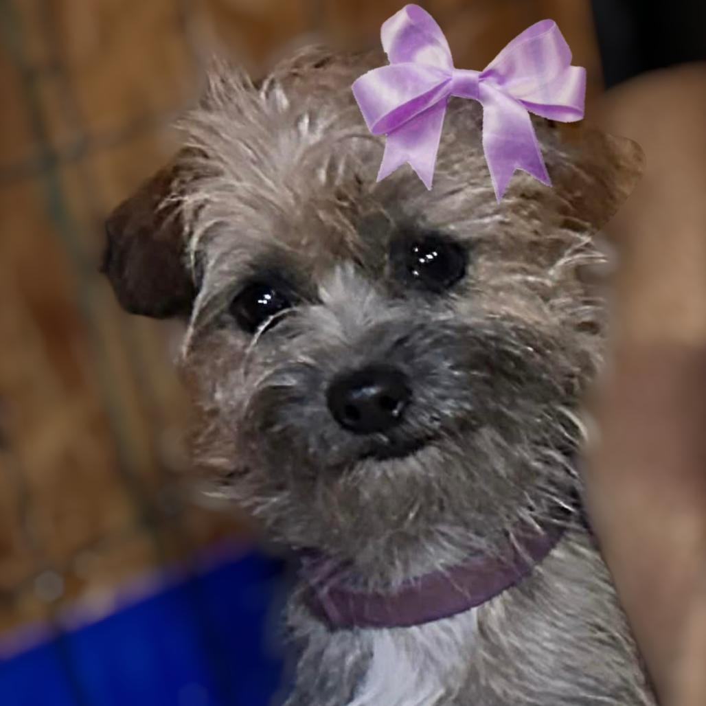 Enlarge Mini Fluff, a Adoptable mixed breed in Loves Park, IL image 1/1